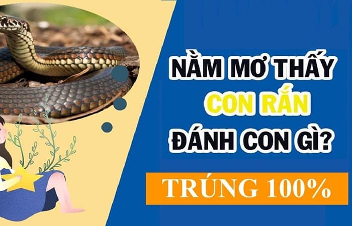 Bà bầu nằm mơ thấy rắn đánh con gì? Chiến thuật chuẩn xác