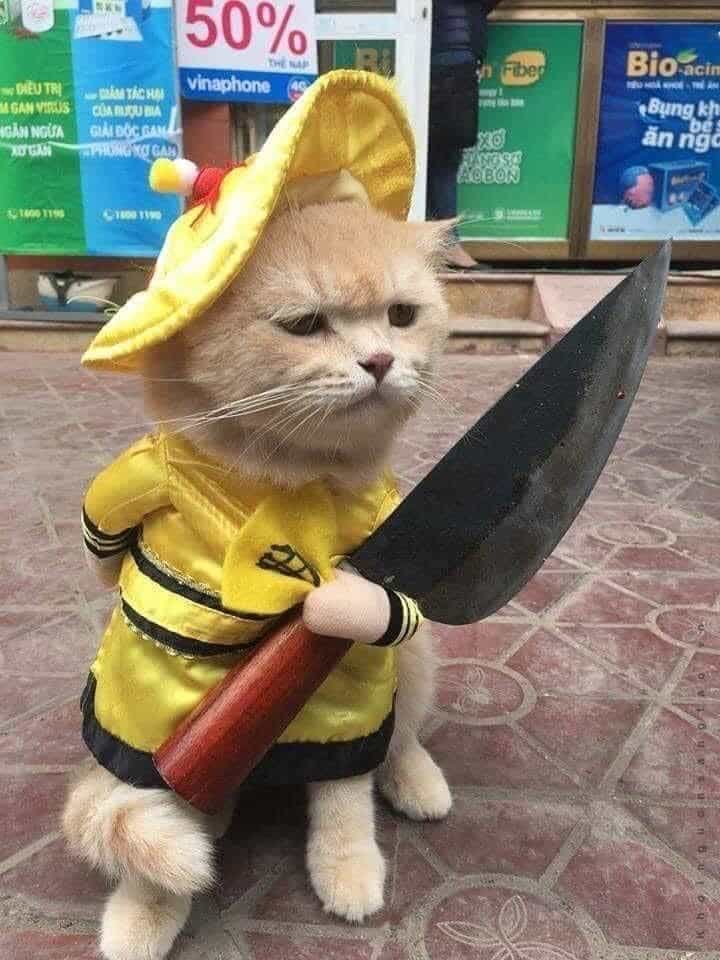 Hình Mèo Hài, Cute