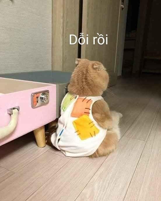Meme Doi