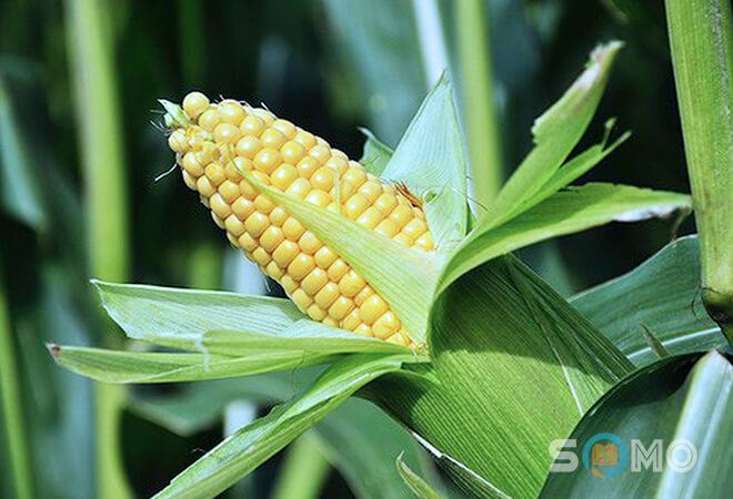 mơ thấy bắp ngô đánh lô đề con gì