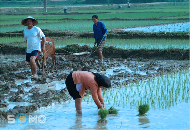 mơ thấy cày cấy đánh lô đề con gì