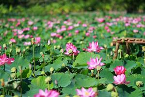 Bài văn phân tích 4 câu đầu bài thơ Vội vàng của Xuân Diệu (Ngữ văn 11) hay nhất