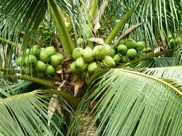 Bài văn thuyết minh về Cây dừa số 8