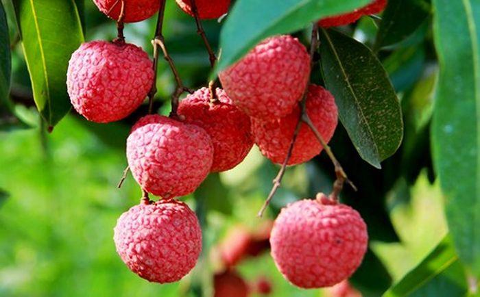Áo trắng ra chơi