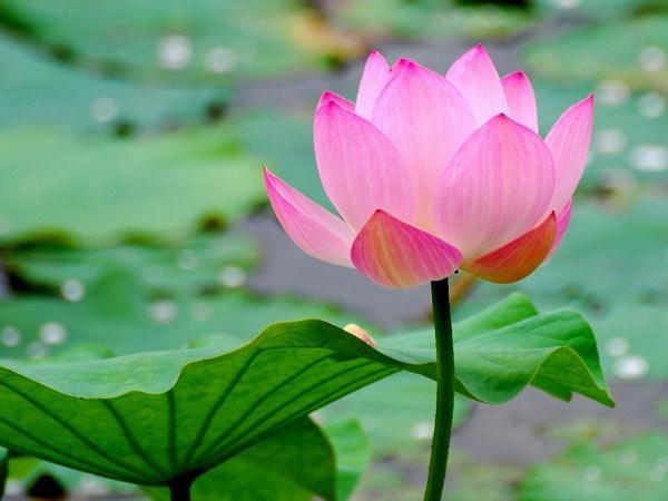 Bài văn tả cảnh đầm sen đang mùa hoa nở số 5