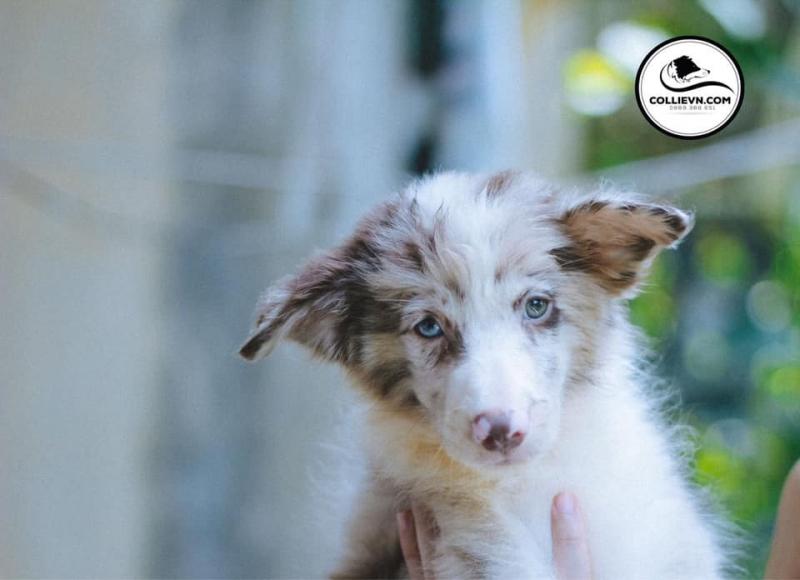 Border Collie Việt Nam (Ha Nguyen Manh Border Collie)