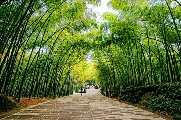 À ơi mấy lũy tre xanh