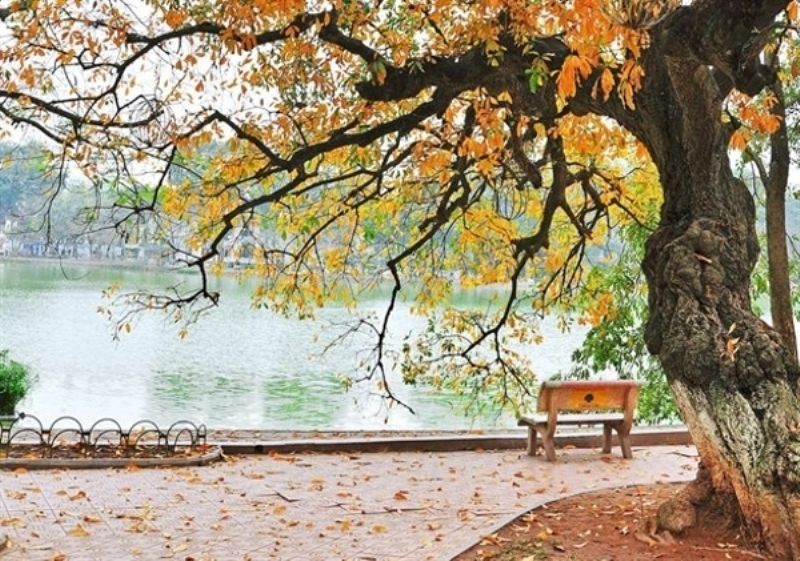 Mùa thu lá vàng ở Hà Nội.
