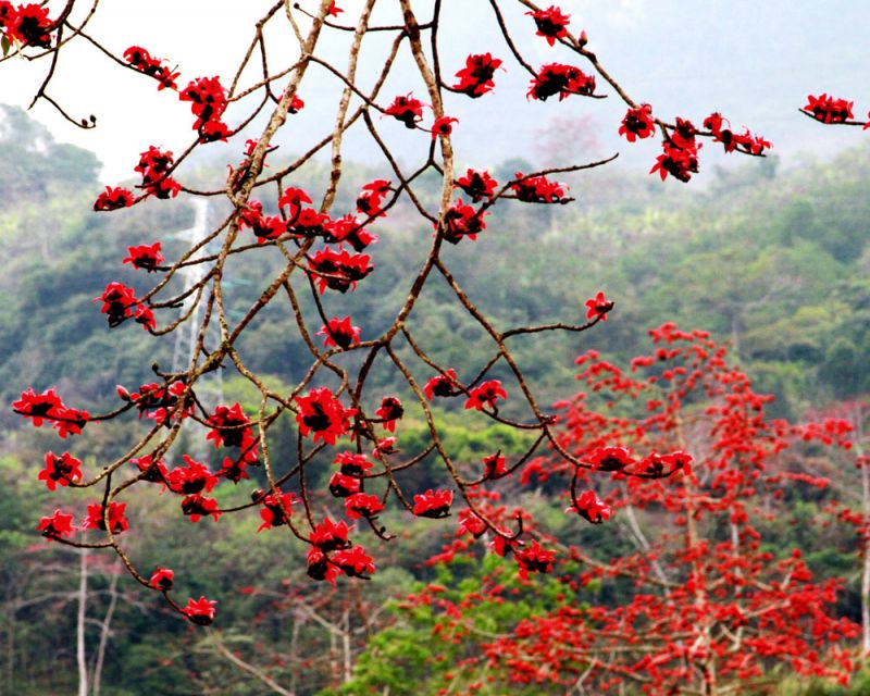 Tháng ba hoa gạo