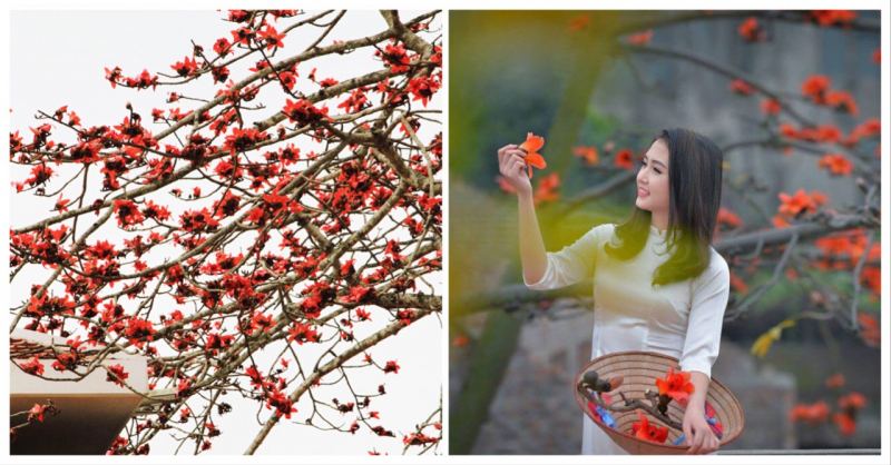 Mùa hoa gạo vẽ lên trời sắc đỏ