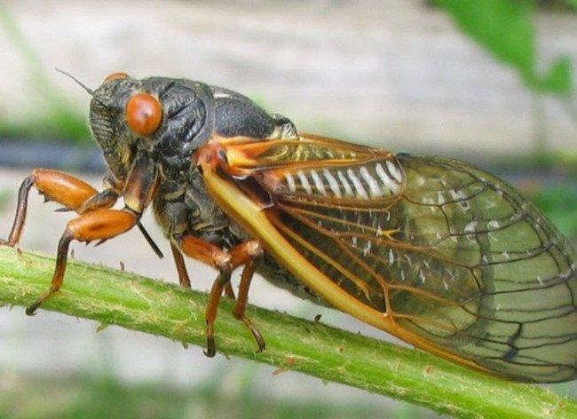 Ve sầu đực tạo ra âm thanh để thu hút những con cái gần chúng