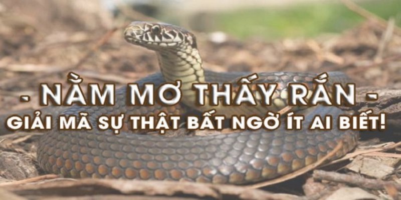 Mơ Thấy Rắn Đánh Con Gì? Gợi Ý Con Số Đẹp Đánh Bao Trúng 1 Ý nghĩa của loài rắn