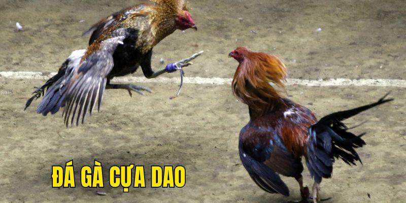 Đá Gà Cựa Dao - Trải Nghiệm Đầy Kịch Tính Tại Nhà Cái NOHU 2 Những kiến thức cần nhớ khi trải nghiệm đá gà cựa dao