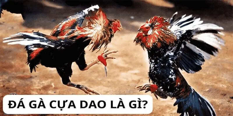 Đá Gà Cựa Dao - Trải Nghiệm Đầy Kịch Tính Tại Nhà Cái NOHU 1 Đá gà cựa dao - Bộ môn giải trí kịch tính và hấp dẫn