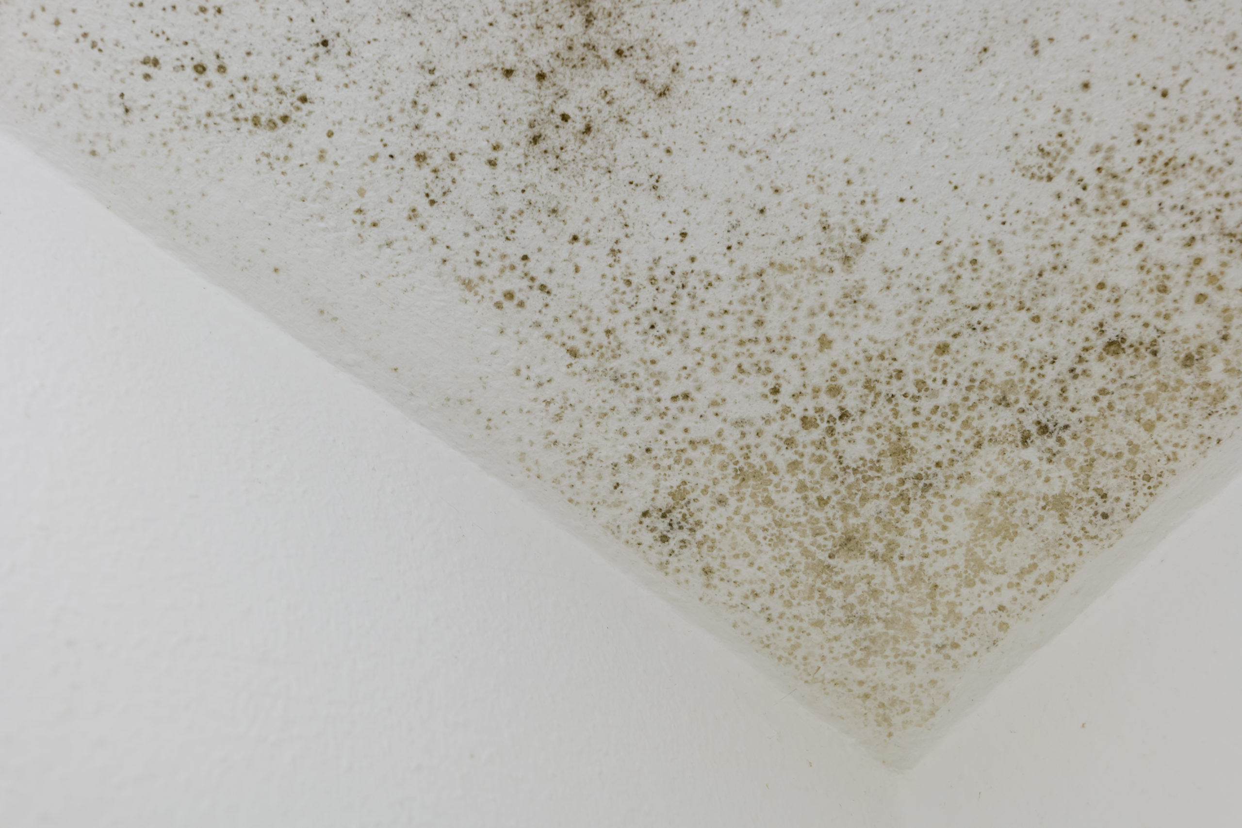 Tips to Prevent Mold And Mildew From Building Up in Your Basement	